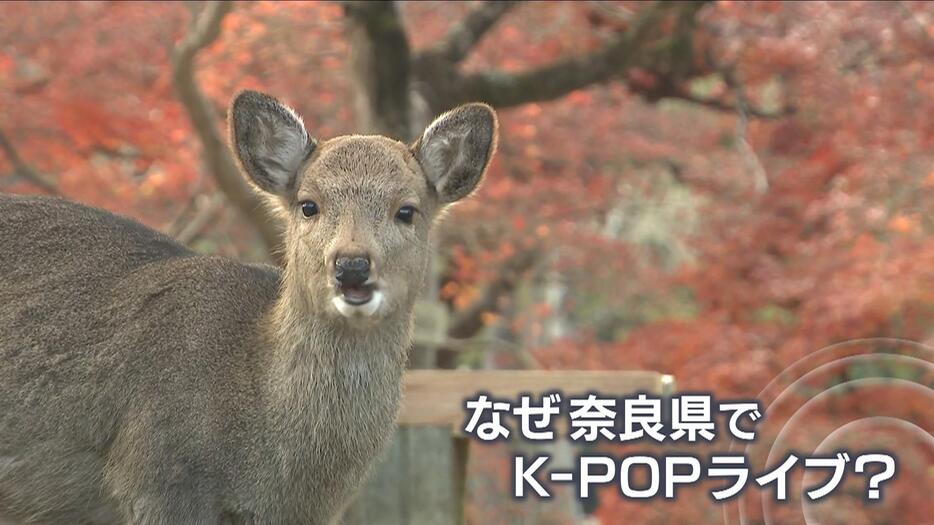 奈良公園でK-POPライブ？疑問の声も…