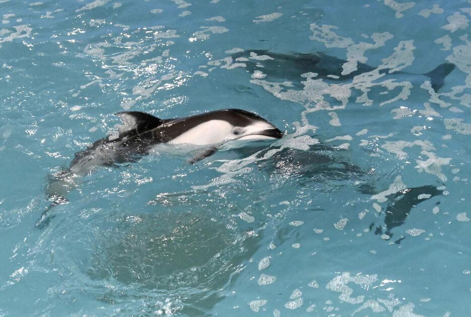 のとじま水族館に帰還したカマイルカ＝5日午後、石川県七尾市