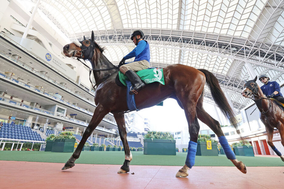 パドックをスクーリングするステレンボッシュ（カメラ・高橋　由二）