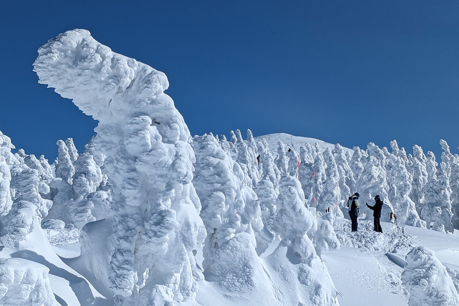 山形蔵王の樹氷