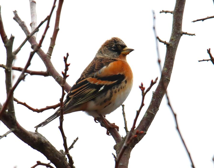 枯れた木の枝にとまった冬鳥の「アトリ」。「キョッ、キョッ」と鳴く声は、「冬」を告げているかのよう＝2024年12月24日午前10時29分、兵庫県丹波篠山市内で