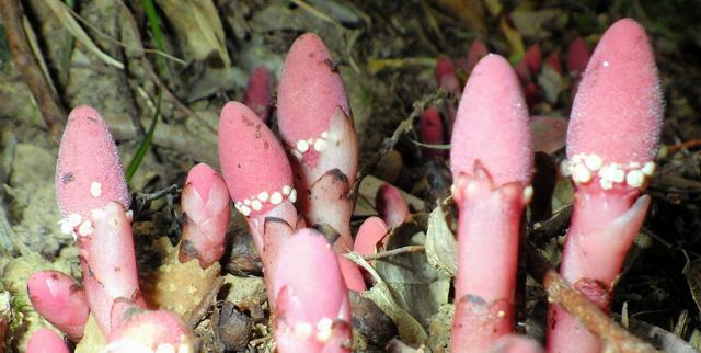 アマクサツチトリモチの花=神戸大学（研究当時）の橋脇大夢さん撮影