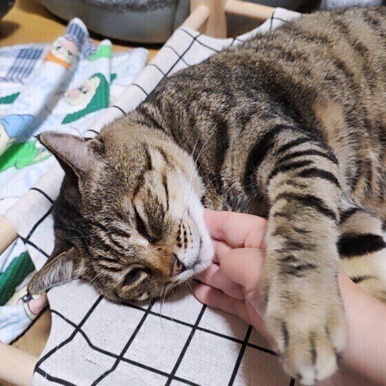 飼い主さんに甘えるキジトラ猫