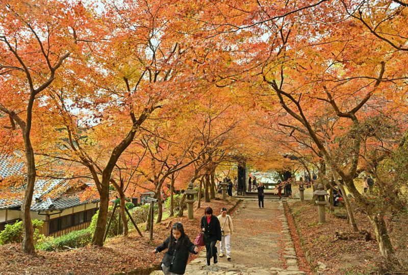 鮮やかな赤や黄色に色付いた秋月城跡の紅葉＝福岡県朝倉市で2024年12月6日、野田武撮影