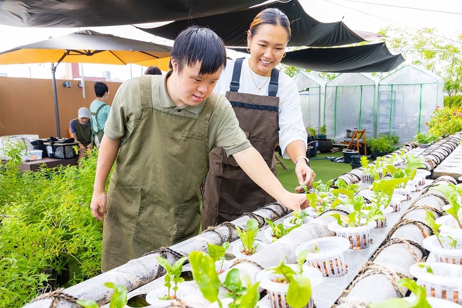 ファームで育てた野菜を収穫するスタッフの様子（写真提供AGRIKO）