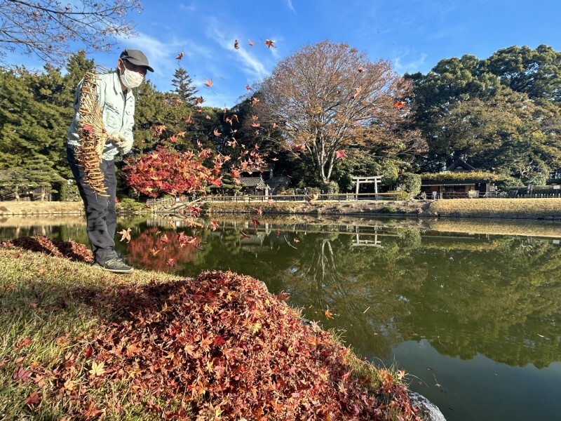 後楽園の御野島で落葉したモミジを掃く清掃員