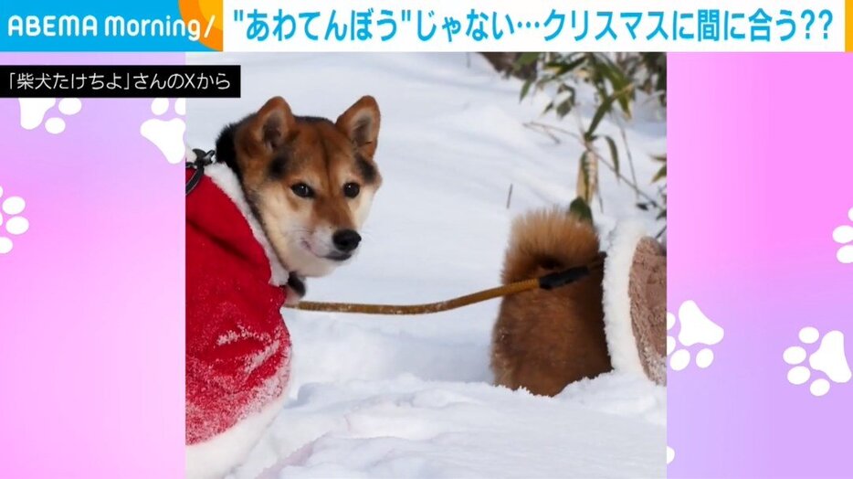 姉犬・くろずちゃん（5歳）と、弟犬・たけちよくん（4歳）