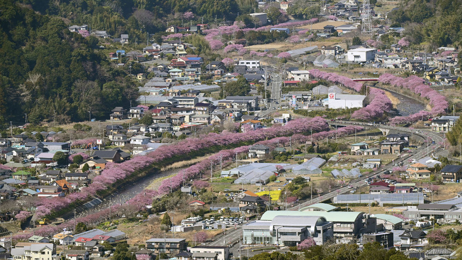 昨年空撮した河津桜まつりの様子＝河津町（静岡新聞社ヘリ「ジェリコ1号」から）