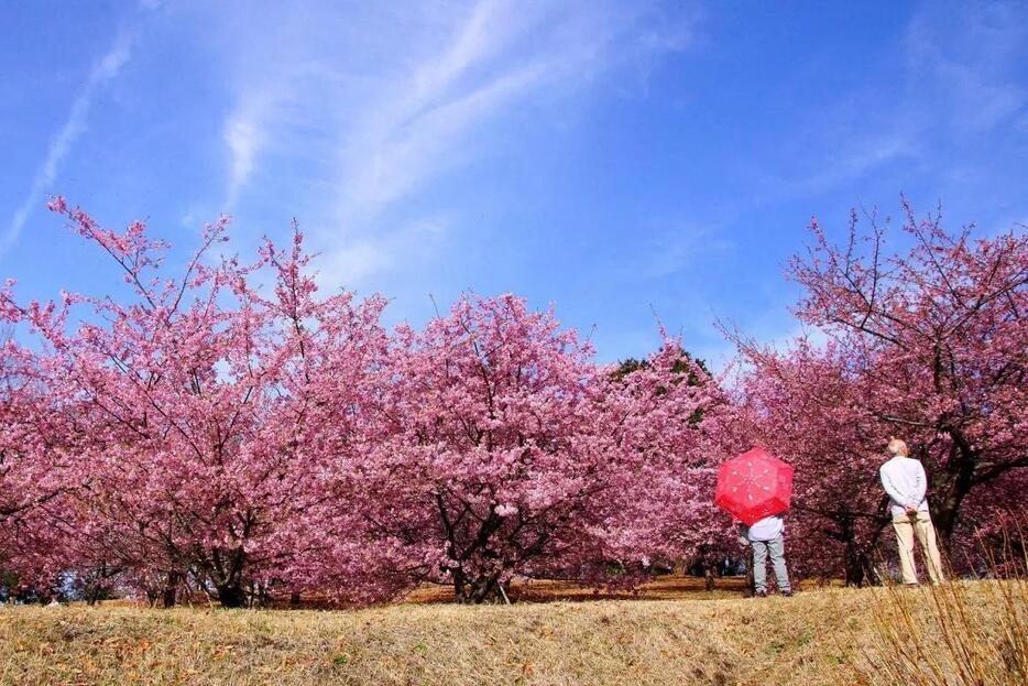 「おおいゆめの里」にある早咲き桜が満開となった様子（撮影＝小澤宏さん）