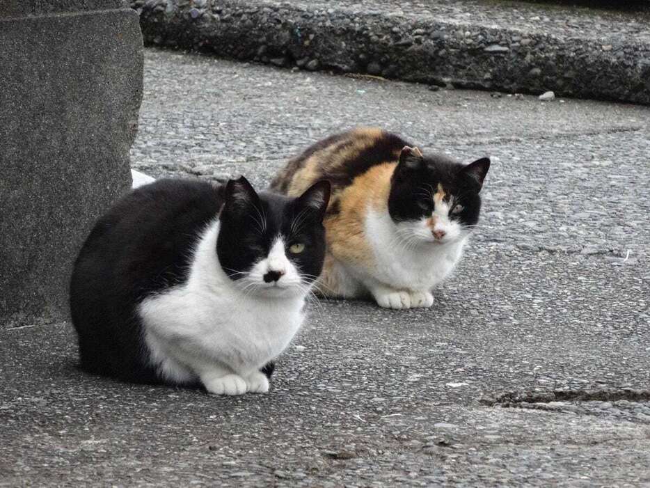 猫が鳥インフルエンザに感染しないための対策が必要だ＝静岡県伊東市