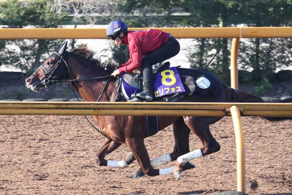 引退レースとなるセリフォスの適性は？