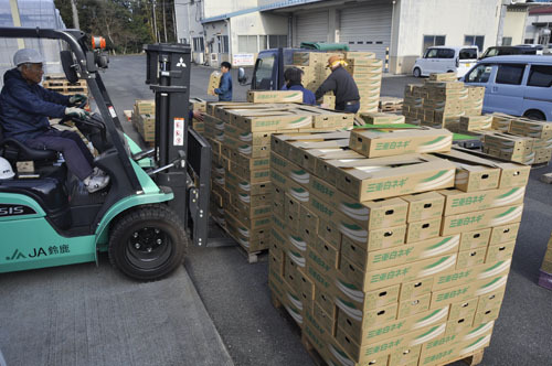 【最盛期を迎えた白ネギの出荷作業＝鈴鹿市津賀町の西部カントリーエレベーターで】