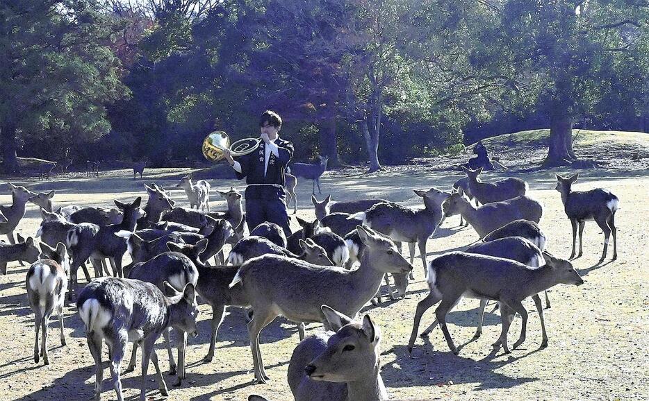 ホルンの音に誘われて、集まる鹿（奈良市で）