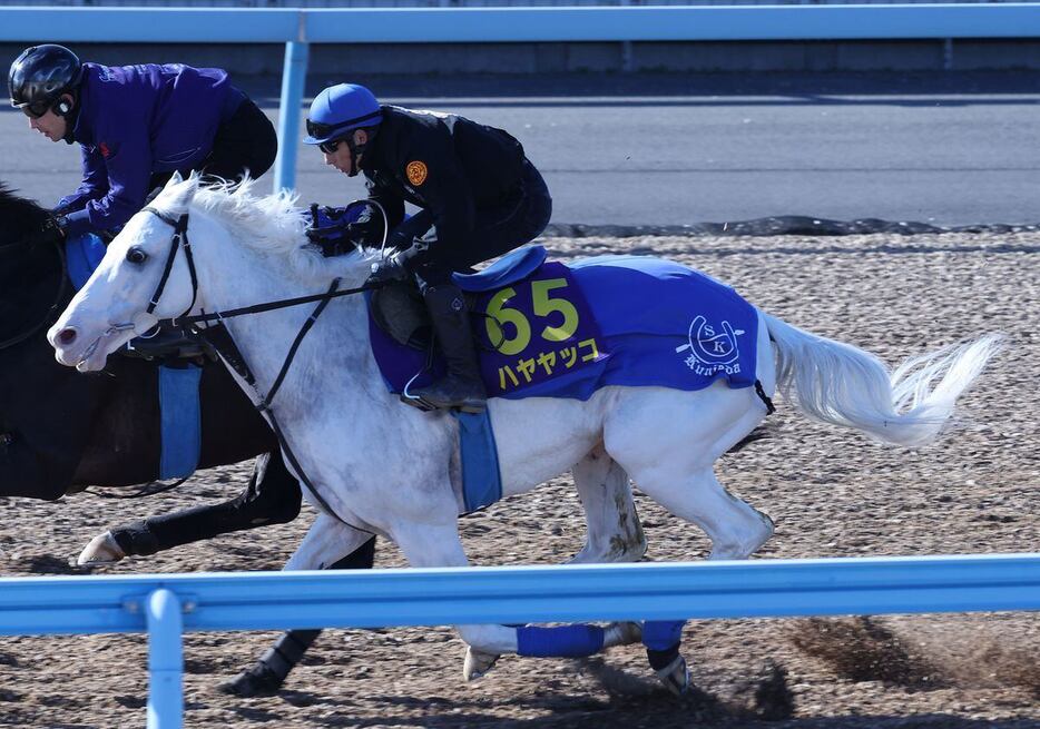 時計的には動いているハヤヤッコ＝美浦トレセン（撮影・萩原悠久人）