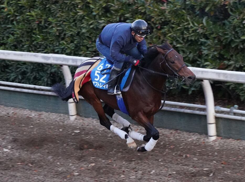 オフトレイルは坂路で活気あふれる走りを見せた＝栗東トレセン（撮影・岩川晋也）