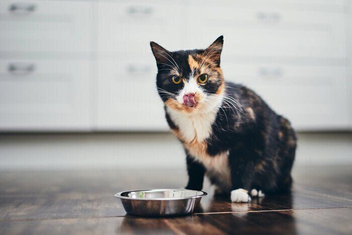 ゴハンを食べる猫