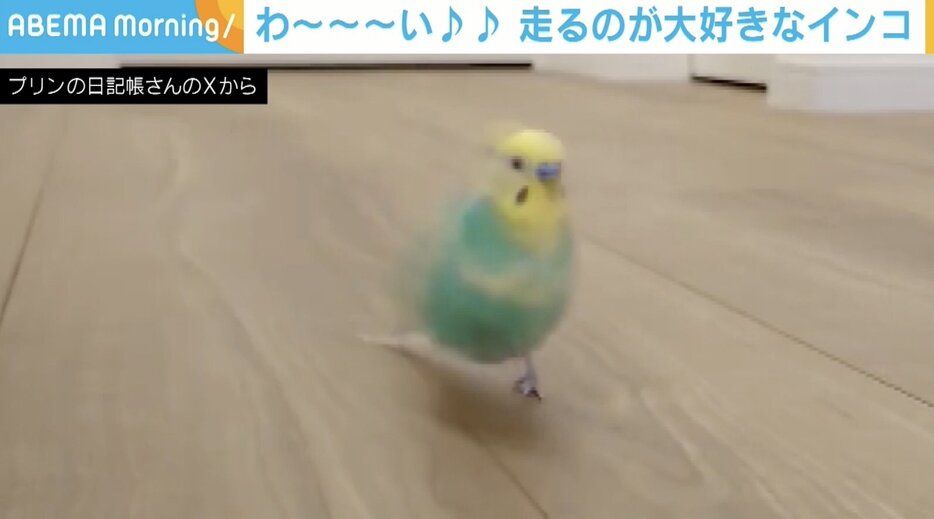 セキセイインコのプリンちゃん（6）