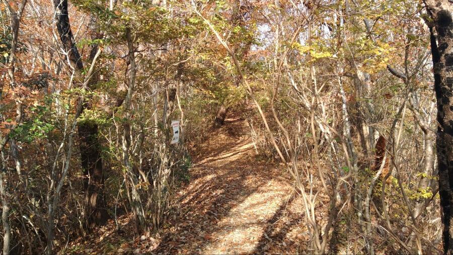 明るく踏み跡もしっかりとある登山道