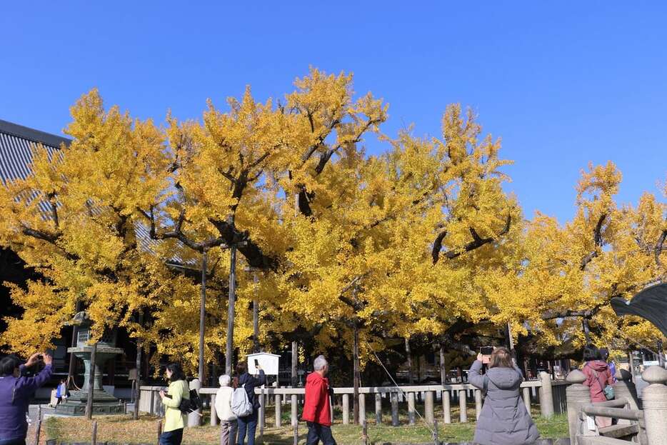 見頃を迎え、黄金に輝く大イチョウ＝京都市下京区