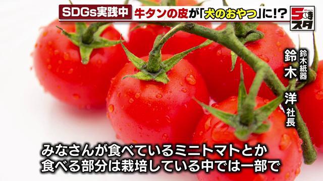 トマトの茎を紙にできないか、開発段階