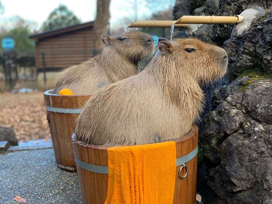 冬でも快適に過ごせるよう始まったカピバラ温泉（県こども自然動物公園提供）