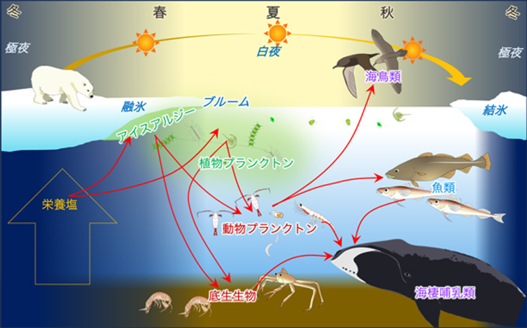 北極海の海洋生態系（ArCS IIの一般向け小冊子『変わりゆく北極』から）