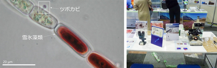 雪氷藻類は暗色だが、ツボカビに寄生された部分の色が抜けている（左／小林さん提供）。会場には顕微鏡コーナーが用意され、雪氷藻類やツボカビを観察できた（右／国立極地研究所提供）