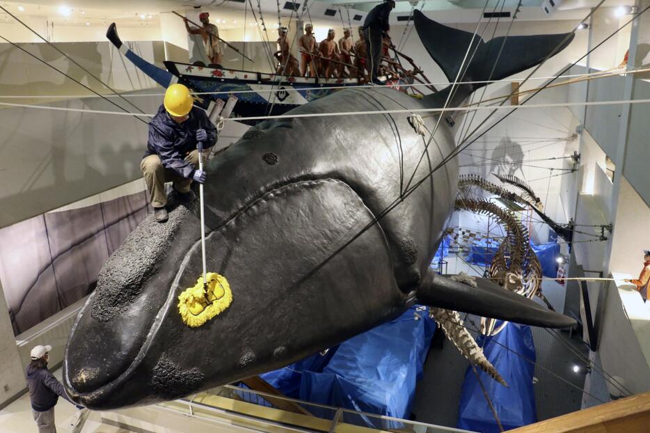 和歌山県太地町の町立くじらの博物館で、セミクジラの実物大模型を清掃する職員＝19日午前