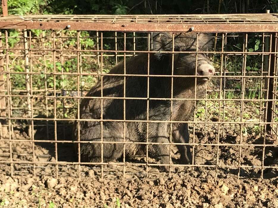 捕獲されたイノシシ（和歌山市提供）