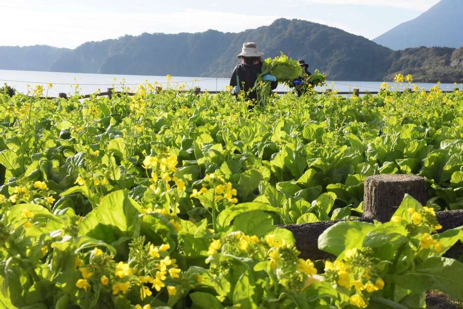 池田湖畔の花壇を黄色く彩る菜の花＝２３日、指宿市の池田湖