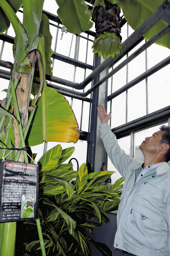 開花を迎えたスノーバナナ（富山県中央植物園で）