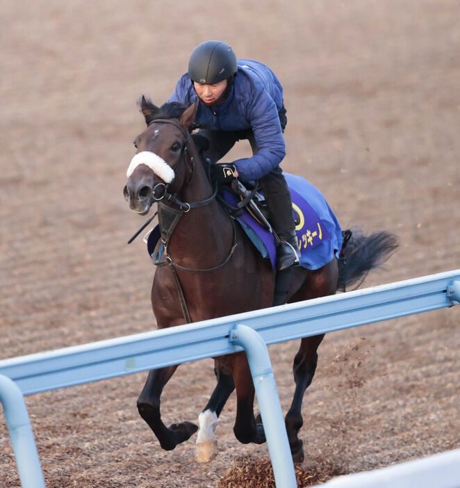 １週前追い切りを行ったアルレッキーノ（カメラ・荒牧　徹）