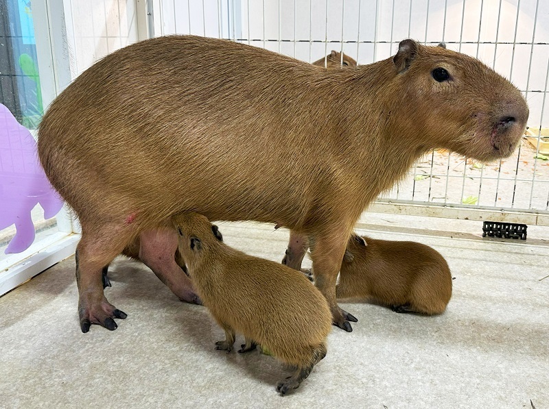 3つ子のカピバラの赤ちゃんが誕生　屋内型ふれあい動物園「アニタッチ 東京ドームシティ」で