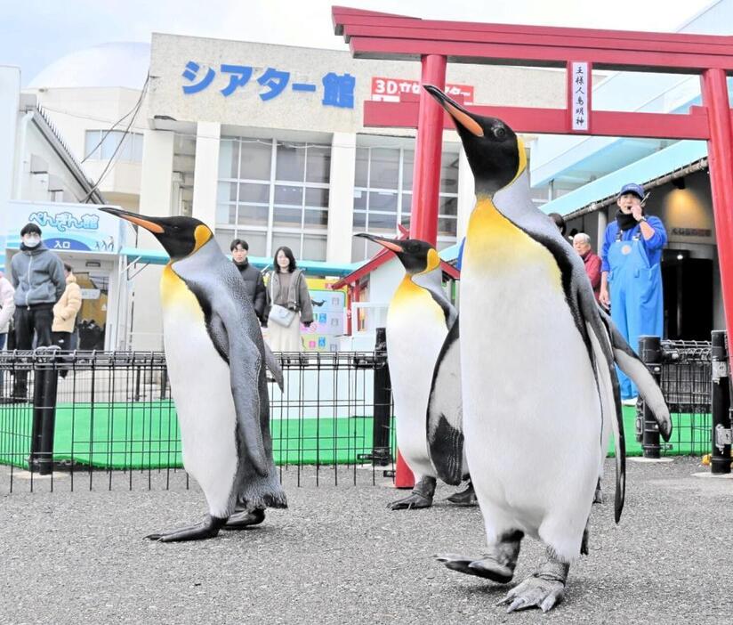 初詣練習1日目を終え、鳥居から出たオウサマペンギン＝12月26日、福井県坂井市の越前松島水族館