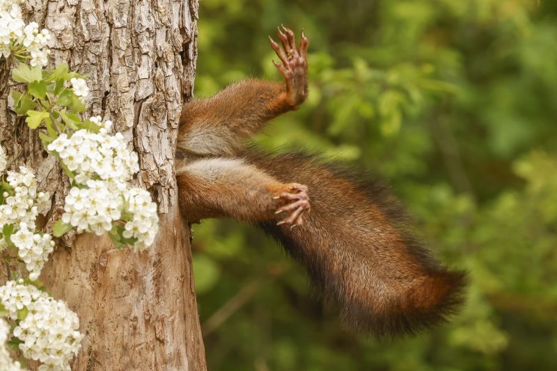 リスが木の幹の隠れ家に入る瞬間を捉えた写真が今年のコメディー野生動物写真賞の大賞とほ乳動物部門賞に輝いた