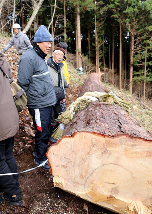 京都市の祇園祭の山鉾に使用するため伐採された月山松