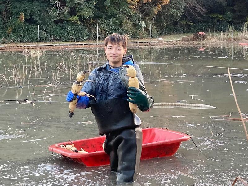 就農3年目、桐谷佑哉さんの蓮田ではレンコン収穫が最盛期を迎えた