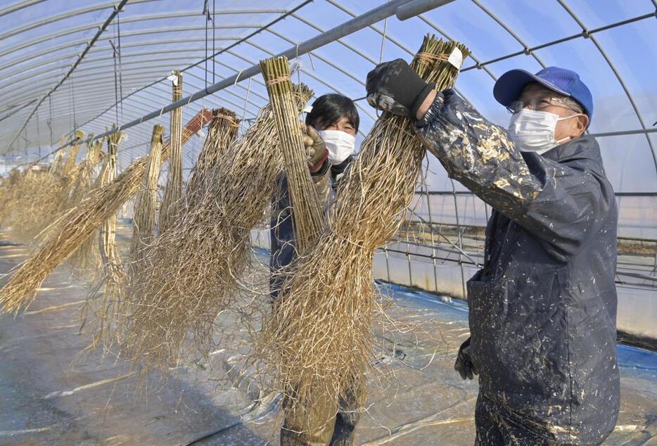 金粉入りの塗料で染めたウンリュウヤナギをハウスの中で乾燥させるJA常陸奥久慈枝物部会のメンバー=常陸大宮市下小瀬