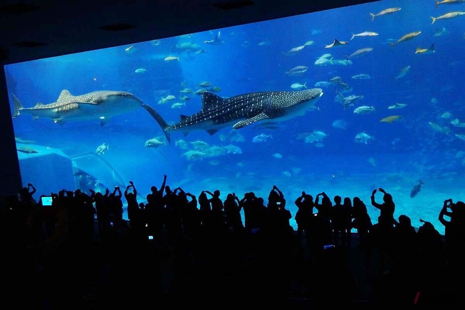 沖縄県国頭郡本部町にある「美ら海水族館」。沖縄は日本でも有数の観光地だが鉄道が無いため、レンタカーで観光する人が圧倒的に多い