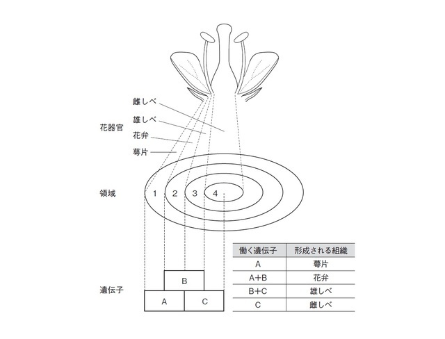 ABCモデルの模式図