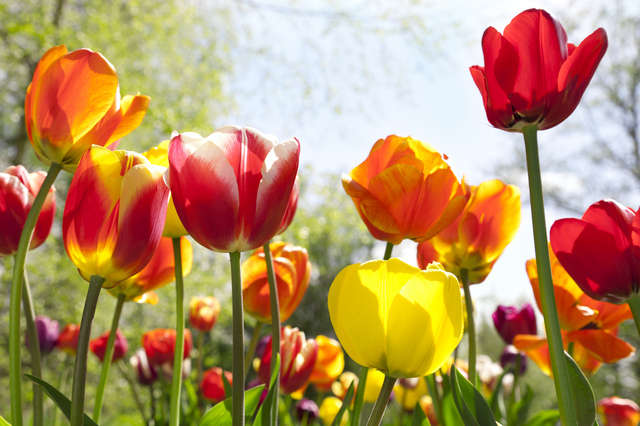 正常に咲いているチューリップの花 Photo by gettyimages