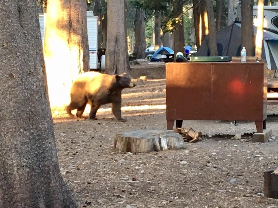 熊がキャンプ場に現れても、大抵の場合はとくに駆除や捕獲が行われることはありません。