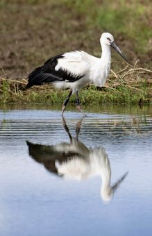 石垣島に飛来した福井県生まれのコウノトリ「宮ちゃん」＝１１月２６日（小林雅裕さん撮影）