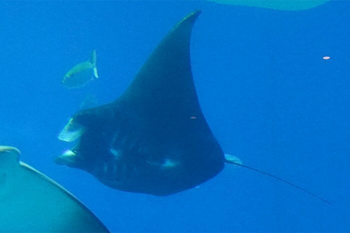 全身が黒い「ブラックマンタ」の子ども＝13日、沖縄美ら海水族館