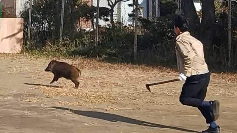 長生高校に出没したイノシシ＝11日、茂原市