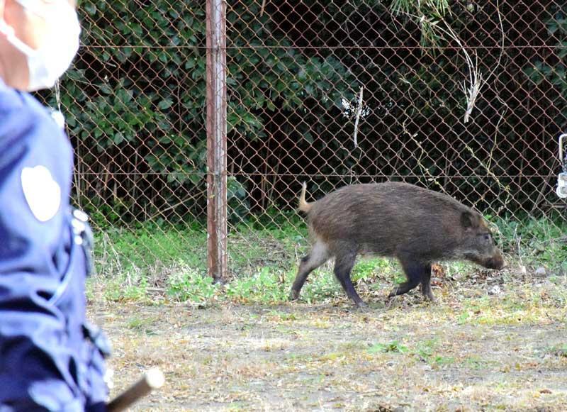 長生高校に出没したイノシシ＝11日、茂原市