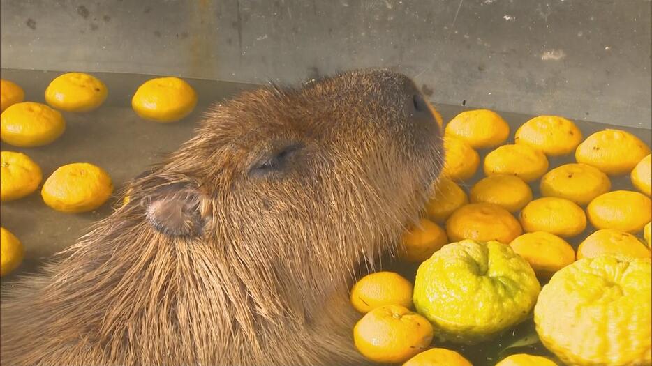 ゆず湯に浸かるカピバラ