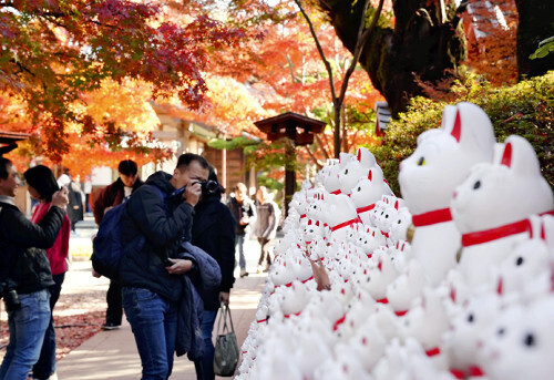 招き猫と見頃を迎えた紅葉（東京都世田谷区の豪徳寺で）＝守谷遼平撮影