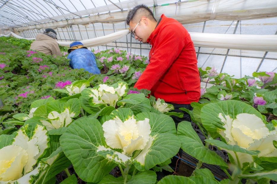 冬に彩りを添えるハボタンの採花作業＝6日、八戸市農業経営振興センター