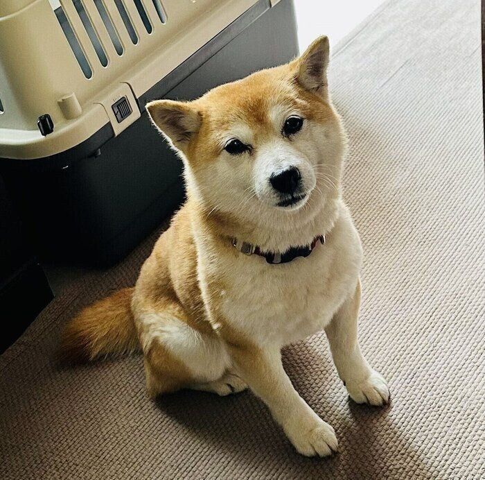 別の日の様子、お座りして飼い主さんを見つめるまりちゃん